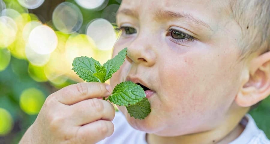 bebê cheirando ramo de hortelã durante atividade de exploração olfativa na creche