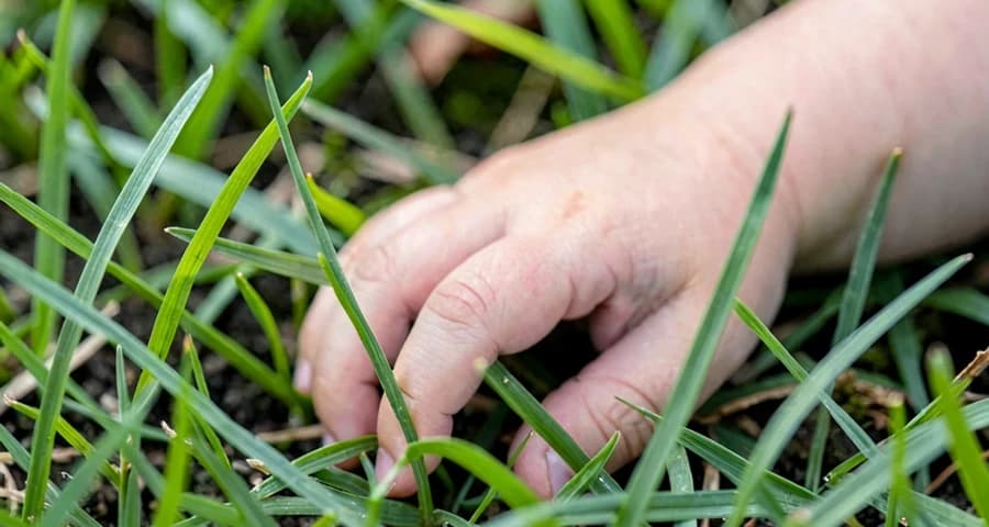 mão de bebê tocando a grama durante atividade sensorial externa na creche
